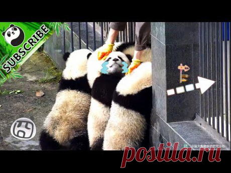 Устроили давку как на концерте рок-группы