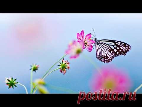 Лечебная музыка Баха 🌺 Снимает Стресс, Напряжение. Успокаивает.