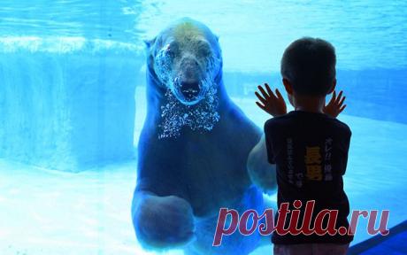 27 февраля - Международный день белого медведя