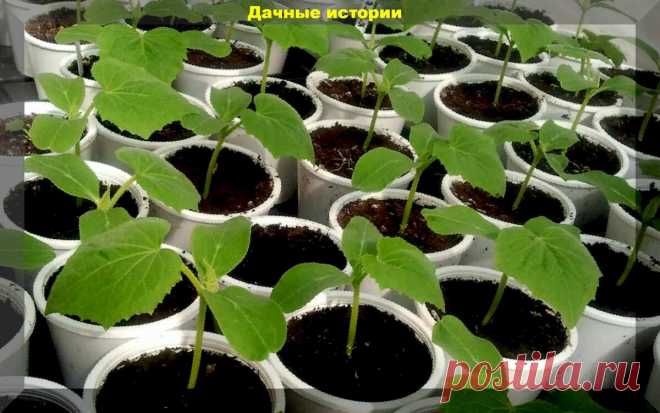 Выращивание рассады огурцов. Полезная информация для начинающих