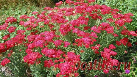 Тысячелистник в саду. Как ухаживать за садовым тысячелистником