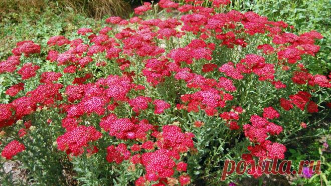 Тысячелистник в саду. Как ухаживать за садовым тысячелистником