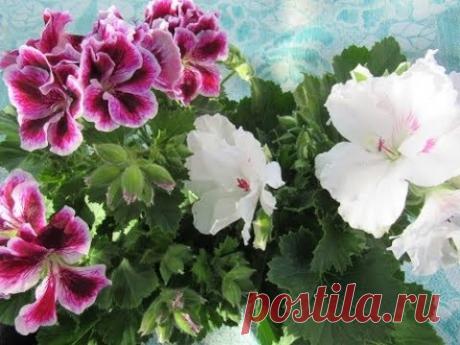 ЗИМОВКА КОРОЛЕВСКОЙ ГЕРАНИ ПЕЛАРГОНИИ.