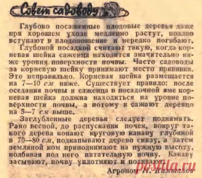 О вреде глубокой посадки плодовых деревьев