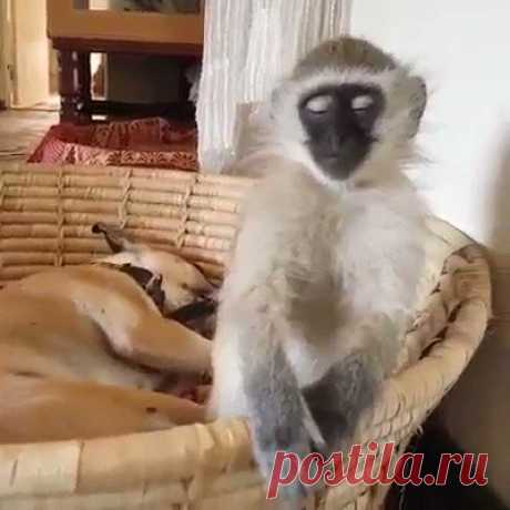 Сонное царство