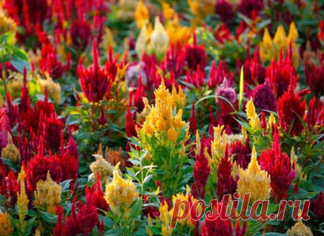 ЦВЕТОК ***ЦЕЛОЗИЯ*** Для Вас, дорогие!!!