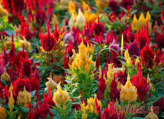 ЦВЕТОК ***ЦЕЛОЗИЯ*** Для Вас, дорогие!!!