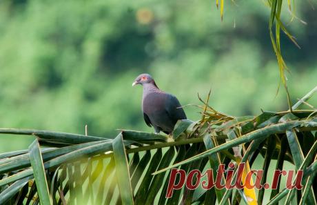 Сем. Голубиные (Columbidae)
Красношейный голубь (Columba squamosa)