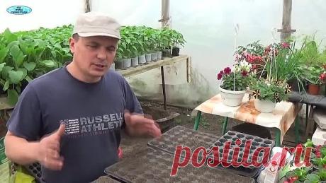 ОГУРЦЫ. САМЫЙ ЛЁГКИЙ И ПРОСТОЙ СПОСОБ ПОСЕВА НА РАССАДУ!