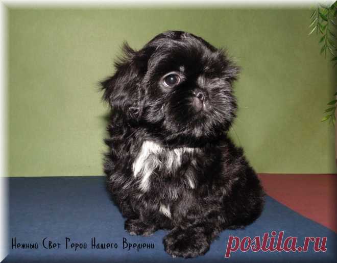 Мальчик ши-тцу НС Герой Нашего Времени