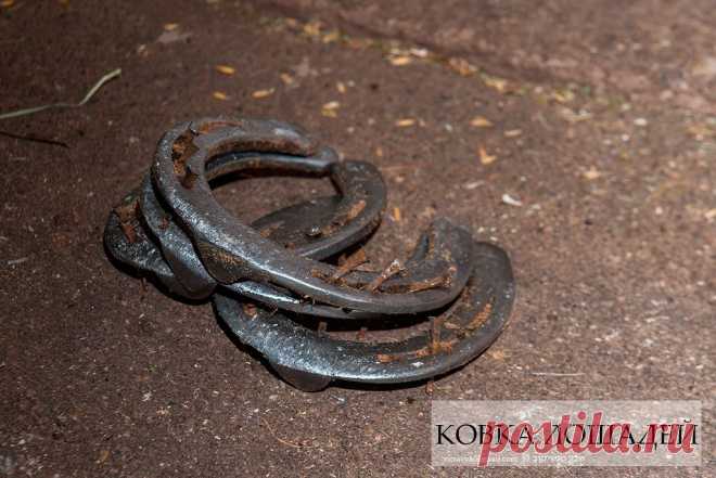 Как подковывают лошадей(49 фото)