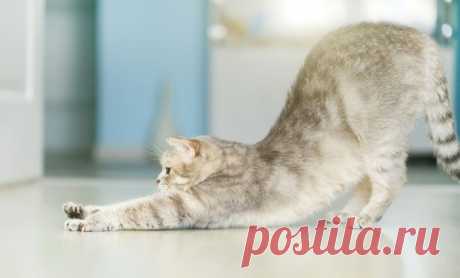 Как правильно кормить кошку сухим и влажным кормом - Petstory
