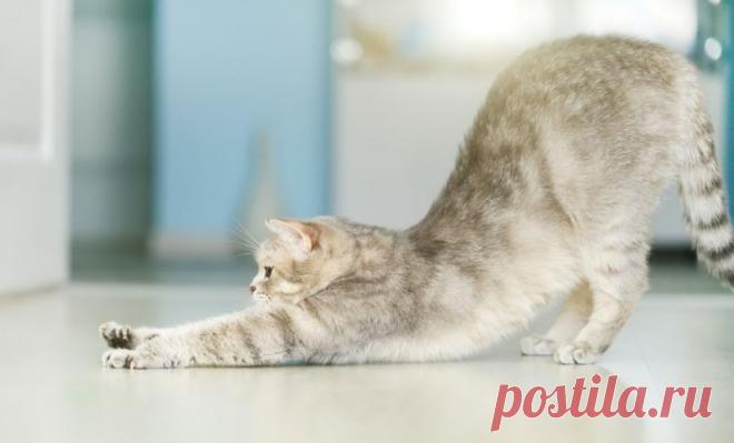 Как правильно кормить кошку сухим и влажным кормом - Petstory