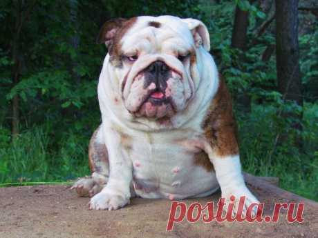 Долли Личабулл- внучка Бьютти, Юный Чемпион Беларуси, Чемпион Беларуси, Кандидат в Чемпионы Породы, кандидат в Интерчемпионы