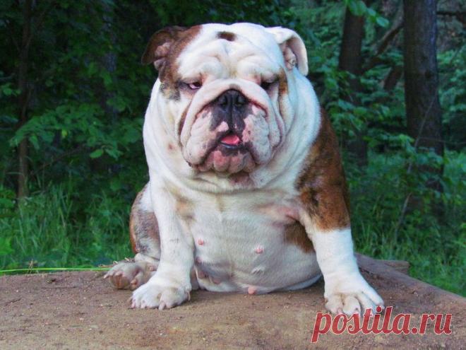 Долли Личабулл- внучка Бьютти, Юный Чемпион Беларуси, Чемпион Беларуси, Кандидат в Чемпионы Породы, кандидат в Интерчемпионы