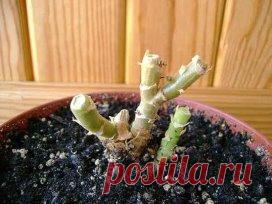 КАК ПРАВИЛЬНО ОБРЕЗАТЬ ГЕРАНЬ, ЧТОБЫ ОНА ПЫШНО ЦВЕЛА
Сохраните, чтобы не потерять!
  Обрезка пеларгонии: основные правила
Чтобы правильно обрезать герань, нужно учитывать тип цветка. Она может быть многолетняя и однолетняя. Однолетнее растение обрезать не обязательно. Это следует делать только для изменения формы растения. Многолетняя пеларгония нуждается в обрезке 2 раза в год – весной и осенью. Обрезка не только декорирует внешний вид, она способствует зарождению большог...