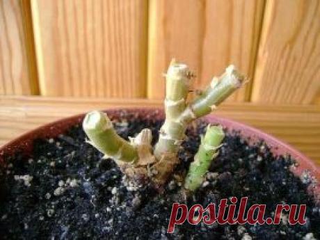 КАК ПРАВИЛЬНО ОБРЕЗАТЬ ГЕРАНЬ, ЧТОБЫ ОНА ПЫШНО ЦВЕЛА
Сохраните, чтобы не потерять!
  Обрезка пеларгонии: основные правила
Чтобы правильно обрезать герань, нужно учитывать тип цветка. Она может быть многолетняя и однолетняя. Однолетнее растение обрезать не обязательно. Это следует делать только для изменения формы растения. Многолетняя пеларгония нуждается в обрезке 2 раза в год – весной и осенью. Обрезка не только декорирует внешний вид, она способствует зарождению большог...