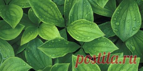 О чем вам расскажут листья комнатных растений