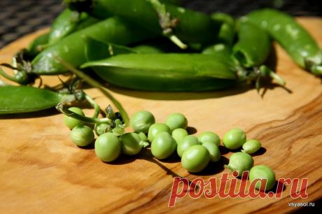 Муж принес с рынка целое ведро сахарного гороха… Подруга подсказала, что с ним делать!