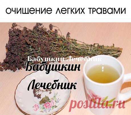 ОЧИЩЕНИЕ ЛЕГКИХ ТРАВАМИ
- Чаи для очищения легких
Сохраняйте себе 
Хорошим дезинфицирующим и очищающим средством для бронхов служит чай с душицей. Он применяется также при наличии аллергии. А чай с фиалкой отлично восстанавливает реснитчатый эпителий — главный инструмент для «уборки» наших дыхательных путей.
Для приготовления чая нужна столовая ложка травы на 1/2 литра кипятка, настаивать один час. Употреблять как обычный чай, но без сахара. Это средство не действует как о...