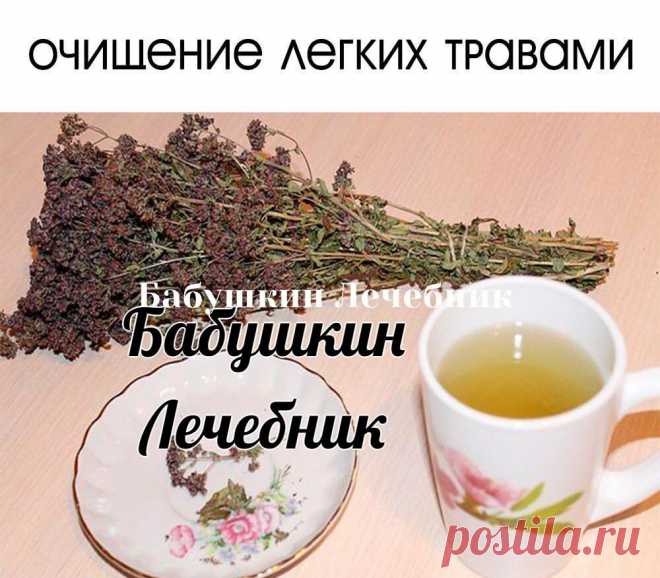 ОЧИЩЕНИЕ ЛЕГКИХ ТРАВАМИ
- Чаи для очищения легких
Сохраняйте себе 
Хорошим дезинфицирующим и очищающим средством для бронхов служит чай с душицей. Он применяется также при наличии аллергии. А чай с фиалкой отлично восстанавливает реснитчатый эпителий — главный инструмент для «уборки» наших дыхательных путей.
Для приготовления чая нужна столовая ложка травы на 1/2 литра кипятка, настаивать один час. Употреблять как обычный чай, но без сахара. Это средство не действует как о...