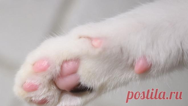 Екатеринбуржцы обнаружили в подъезде жилого дома изнасилованную кошку. В подъезде одного из жилых домов Екатеринбурга нашли изнасилованную кошку. Об этом сообщает Е1. Инцидент произошел на улице Сыромолотова. Местные жители обнаружили животное, которое забилось в шкаф под лестницей. Люди пытались накормить ...