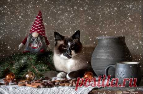 35PHOTO - Eleonora Grigorjeva - Новогодняя сказка