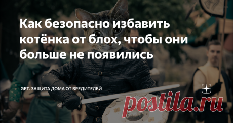 Как безопасно избавить котёнка от блох, чтобы они больше не появились