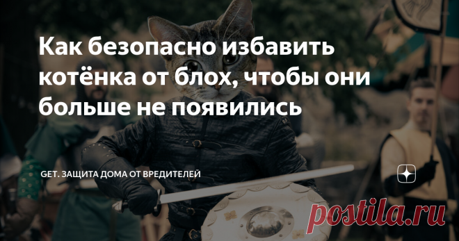 Как безопасно избавить котёнка от блох, чтобы они больше не появились