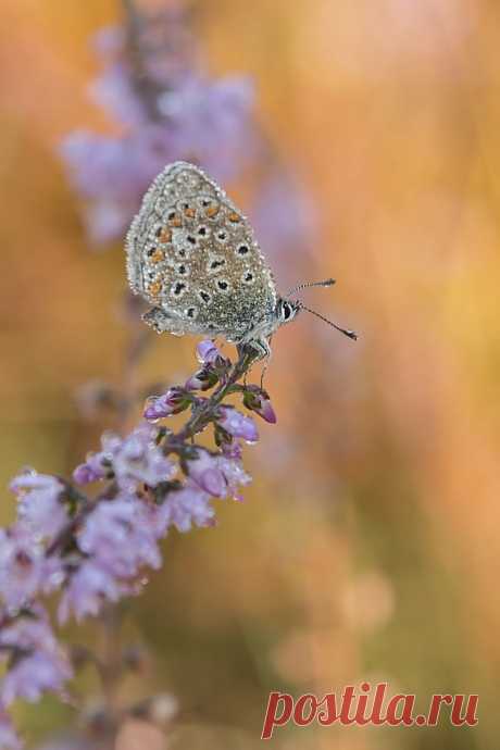Butterflies &amp; moths! - Google+