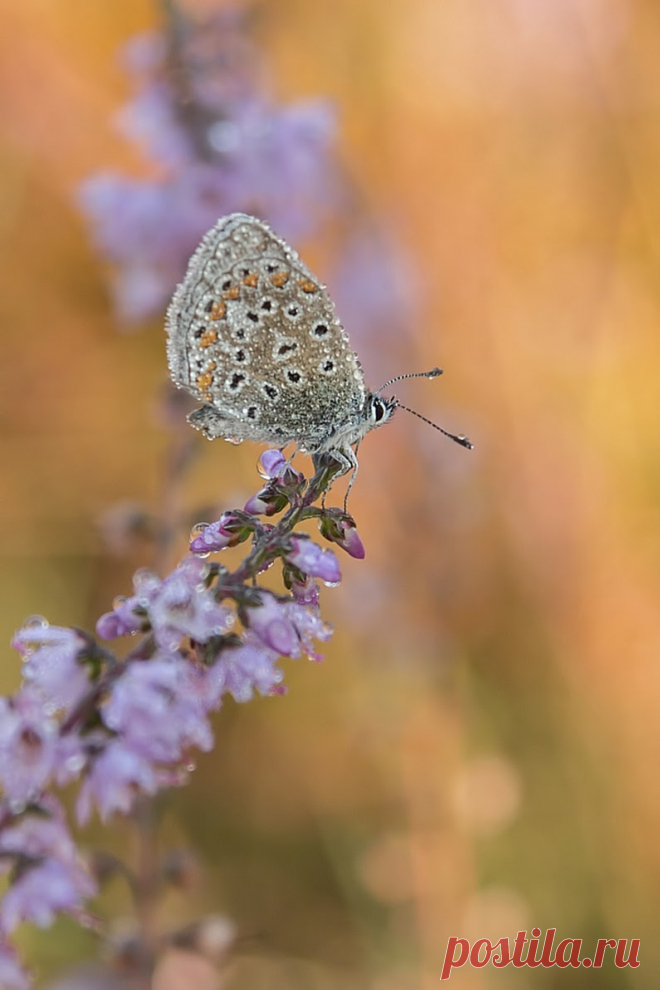 Butterflies & moths! - Google+