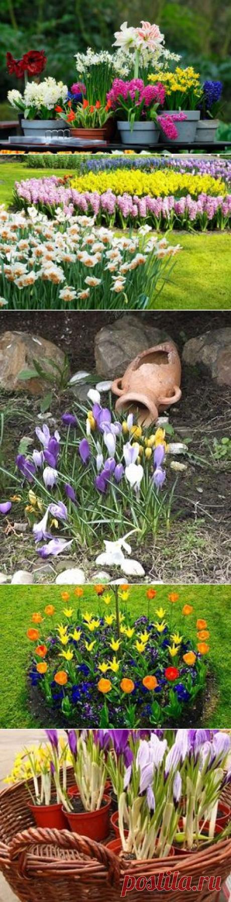 Весенние цветы из луковиц для украшения сада.