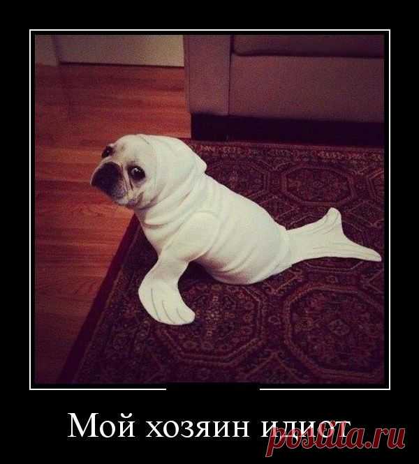 Смешные демотиваторы / Приколы