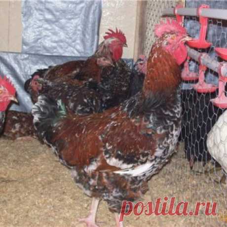 Новости