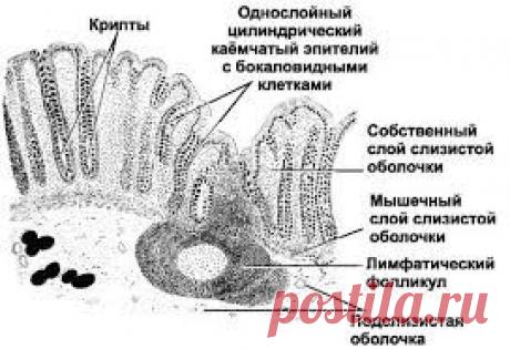 Строение тонкого кишечника