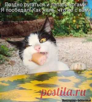 Лучшие котоматрицы недели