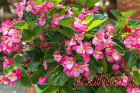Бегония вечноцветущая: посадка и уход, сорта и гибриды