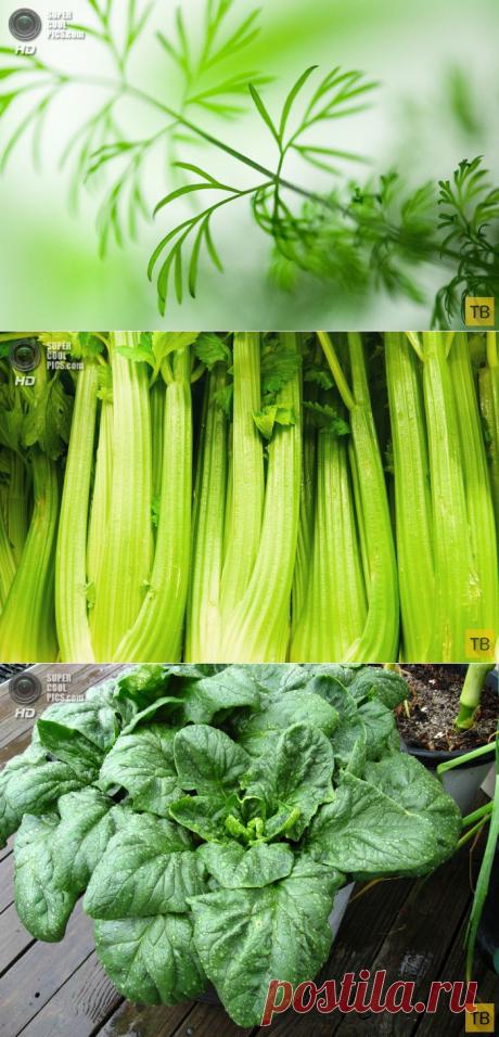 Полезная зелень (8 фото)