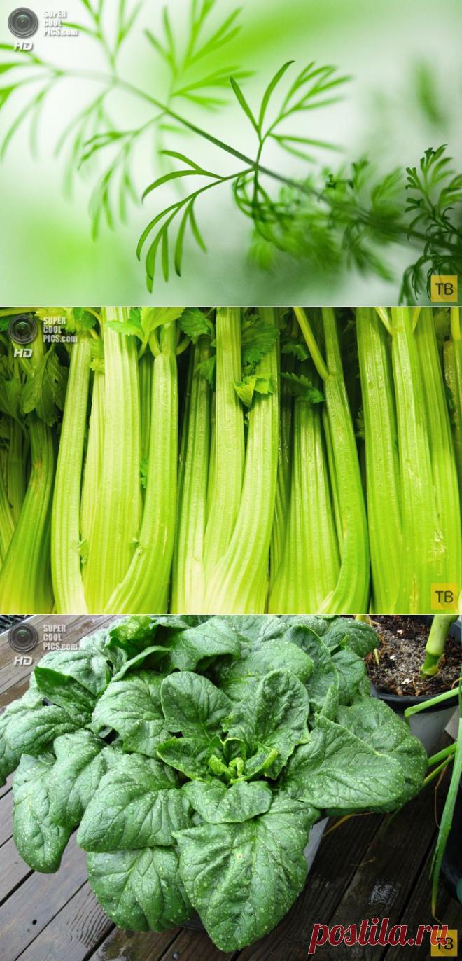 Полезная зелень (8 фото)