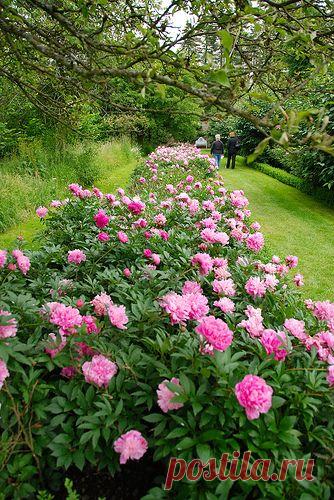 Peony border. Wouldn't that be pretty all along our fence line out front!?! | Garden Ideas