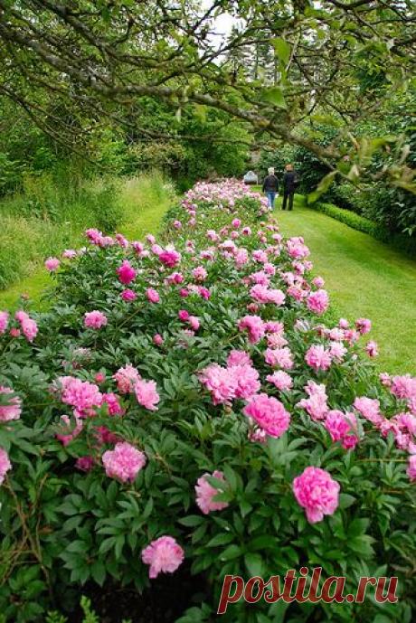 Peony border. Wouldn't that be pretty all along our fence line out front!?! | Garden Ideas