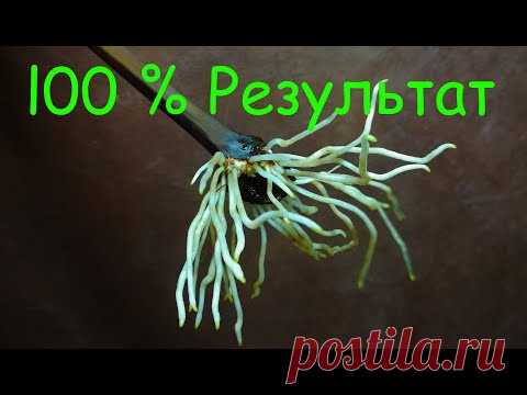Проращивание черенков винограда, 100% результат !!!