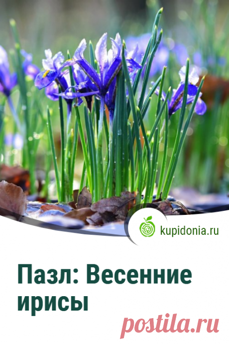Пазл: Весенние ирисы. Красивые пазлы с ирисами из серии «Пазлы с цветами онлайн». Собирай яркие пазлы онлайн!