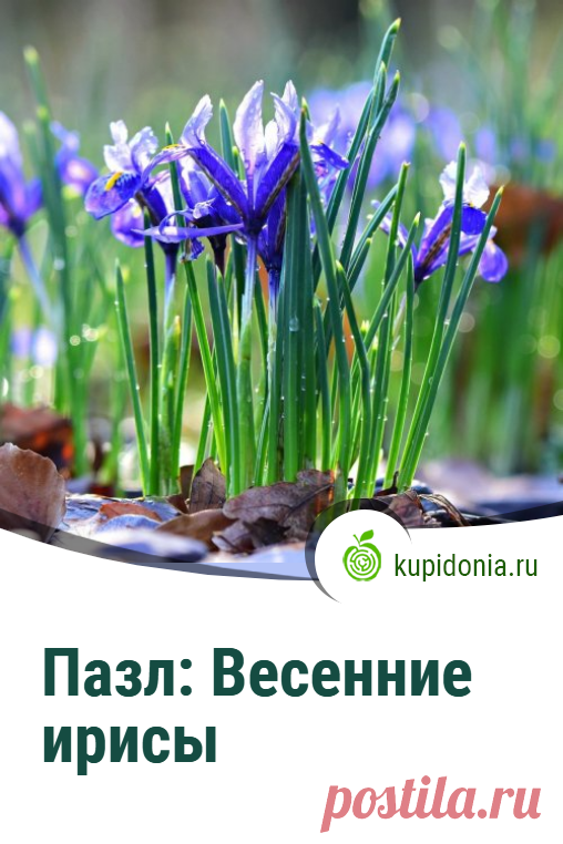 Пазл: Весенние ирисы. Красивые пазлы с ирисами из серии «Пазлы с цветами онлайн». Собирай яркие пазлы онлайн!