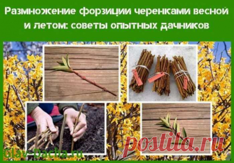 Размножение форзиции черенками: советы опытных дачников — СОВЕТНИК