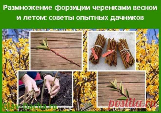 Размножение форзиции черенками: советы опытных дачников — СОВЕТНИК