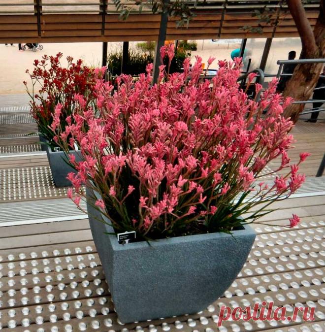 Комнатное растение Анигозантос (Anigozanthos). На родине этих растений, в Австралии, местные жители называют их за характерный внешний вид цветков "кенгуровыми лапками" ("Kangaroo paw"). Анигозантос - средневысокое растение с зеленоватыми цветками на красных стеблях, цветет с зимы до конца лета. В культуре длина его стеблей может достигать более 2 м, хотя в помещении выживает с трудом, обычно погибая на первом году жизни.