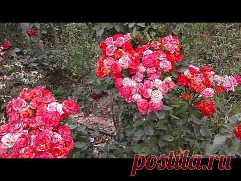 Питомник Роз Полины Козловой, бордюрные розы - YouTube