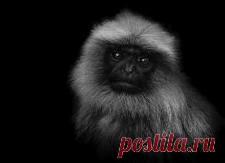 Портреты диких животных | ФОТО НОВОСТИ