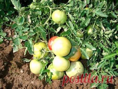 ЕСЛИ НЕОБХОДИМО УСКОРИТЬ СОЗРЕВАНИЕ ТОМАТОВ

Чтобы ускорить созревание томатов, необходимо использовать ряд простейших приемов.

В августе, когда ночи становятся холодными и начинает выпадать холодная роса, необходимо поставить на помидорные грядки дуги и затягивать на ночь посадки пленкой. Такая мера защитит томаты от холодной влаги, и уменьшит риск поражения растений фитофторозом.

Ускорить созревание томатов можно опрыскиванием йодным раствором. Для этого 30-40 капель й...